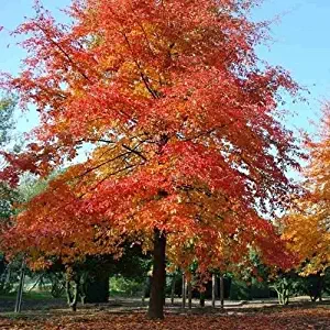 Black Tupelo Tree Seeds (Blackgum-Nyssa sylvatica) 40+Seeds