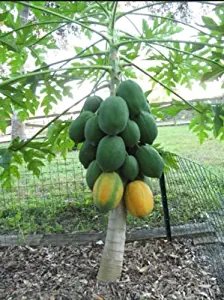 50+ Very Fresh Rare! Dwarf Waimanalo Papaya! tropical fruit tree seeds plant